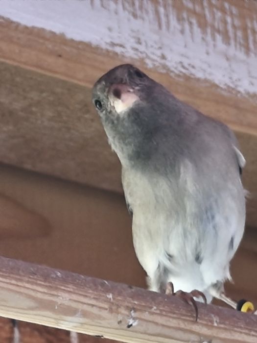 Hibrizi de scatiu de Venezuela