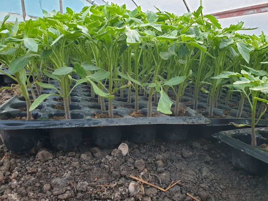Rasad de legume Movilita • OLX.ro