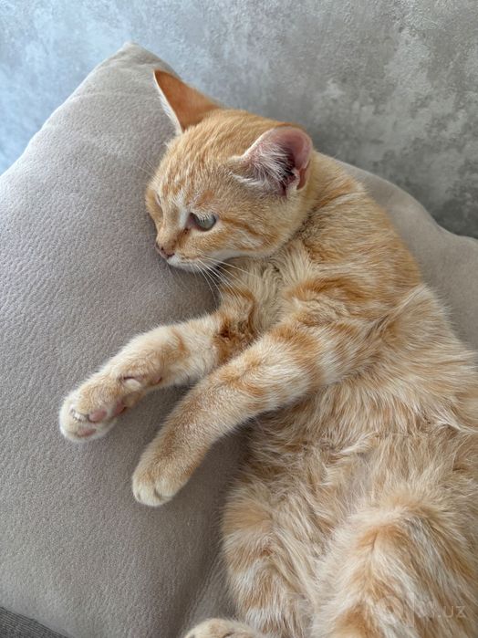 Котенок, бесплатно