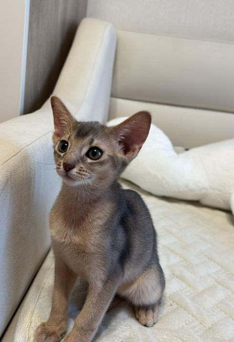 Продам Абиссинский Котенок
