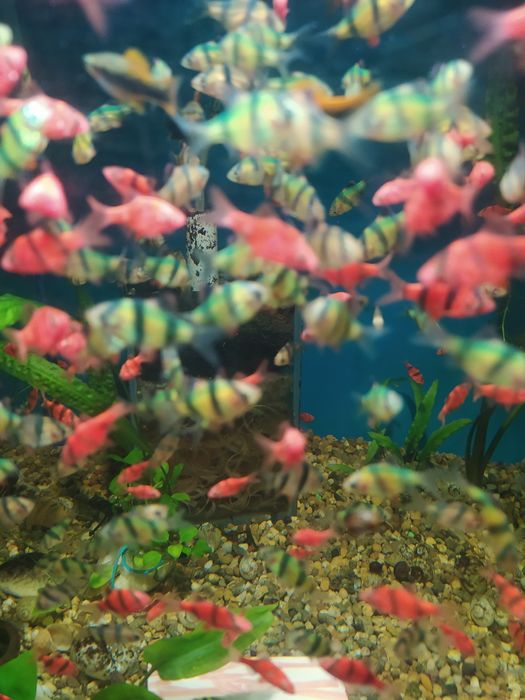 Барбус суматранский