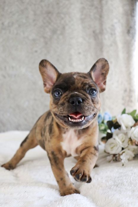 Волшебные мраморные бульдожки