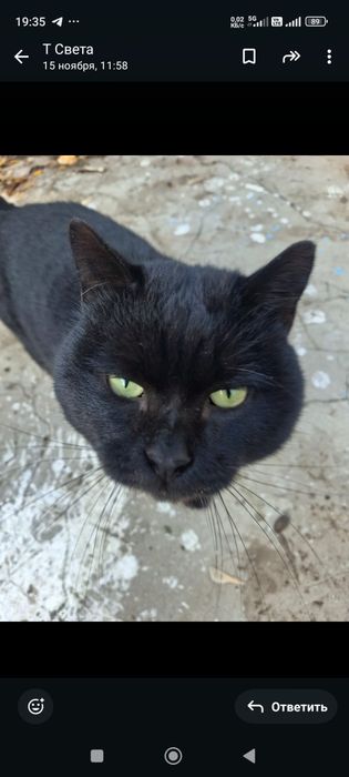 Молодой кот мальчик