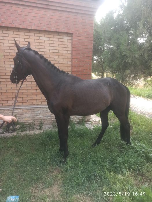 Продам лошадь,жеребец