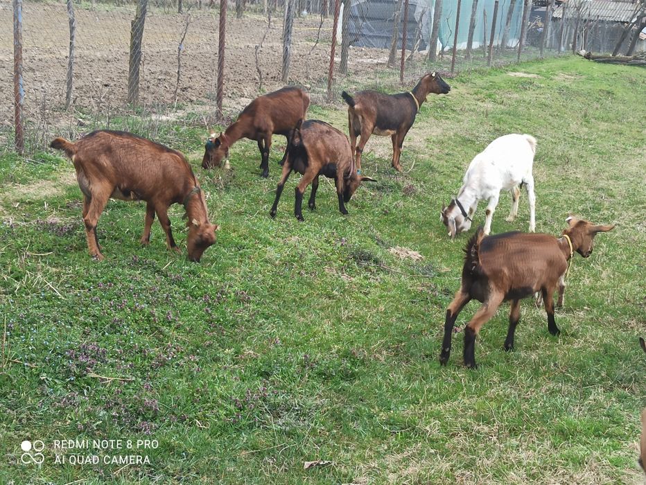 Vând capre alpin francez