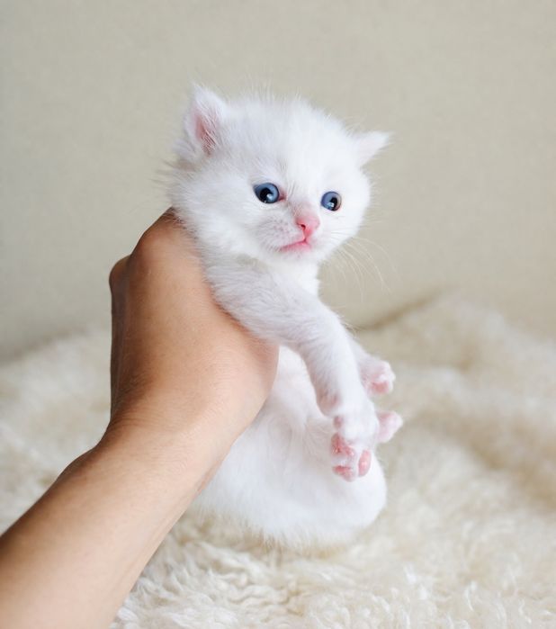 Продаются котята скоттиш страйт