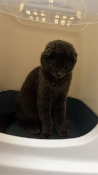 Шотландский вислоухий