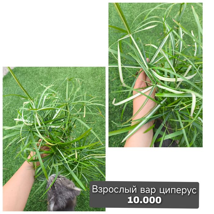 Комнатные растения редкие