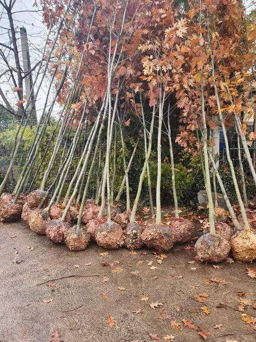 platan la balot.