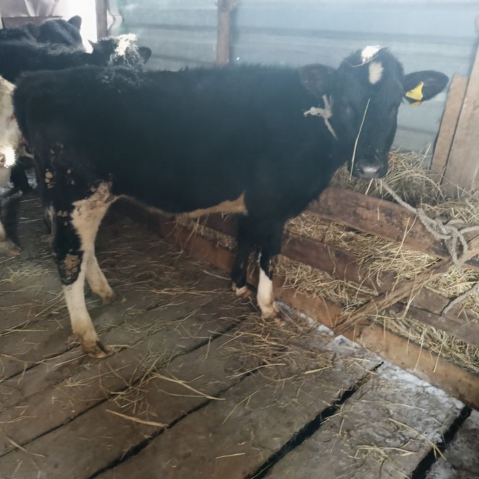 Продам годовалых бычков и одну тёлку