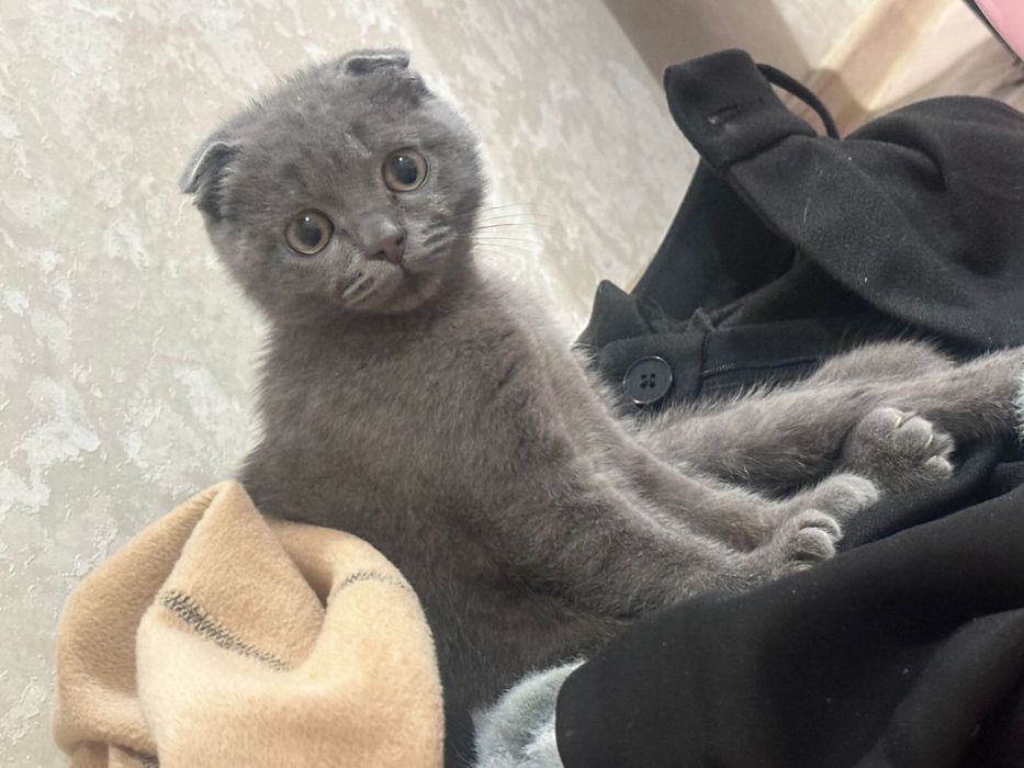 Коша Высалухи маленки продается