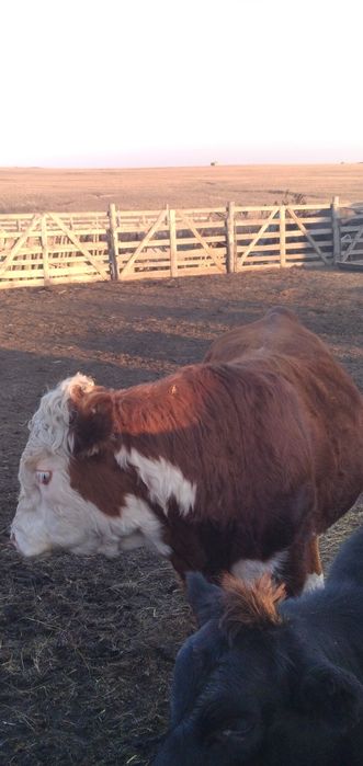 Бык крупный на развод