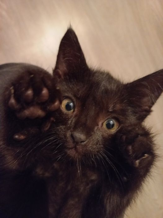 Котёнок в добрые руки