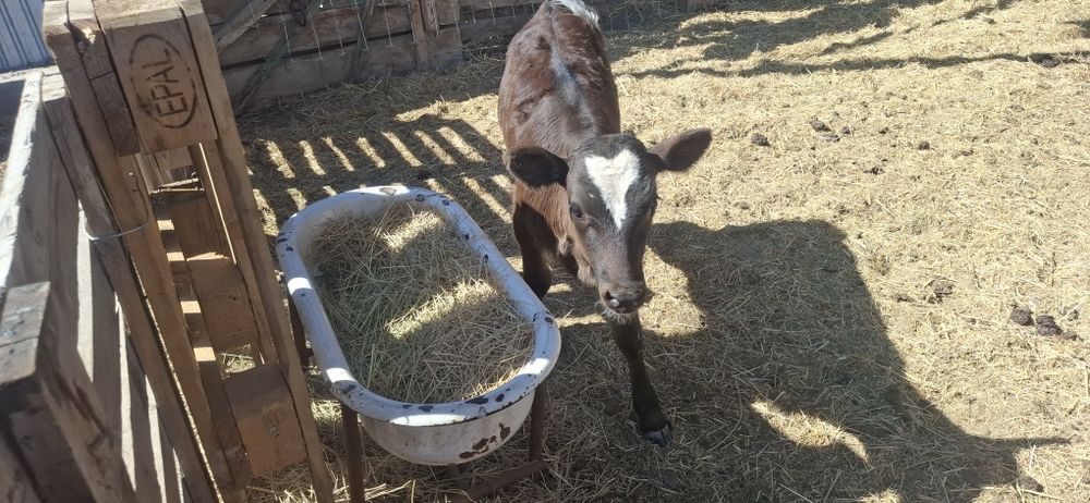 продам телочку за 250000т