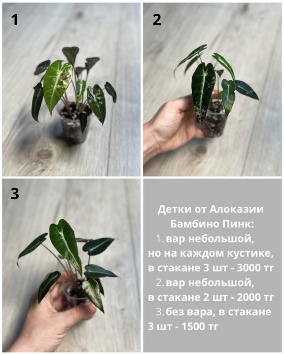 Детки алоказий разные