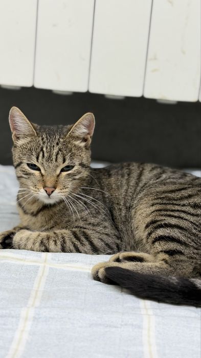 Отдам кошку в добрые руки