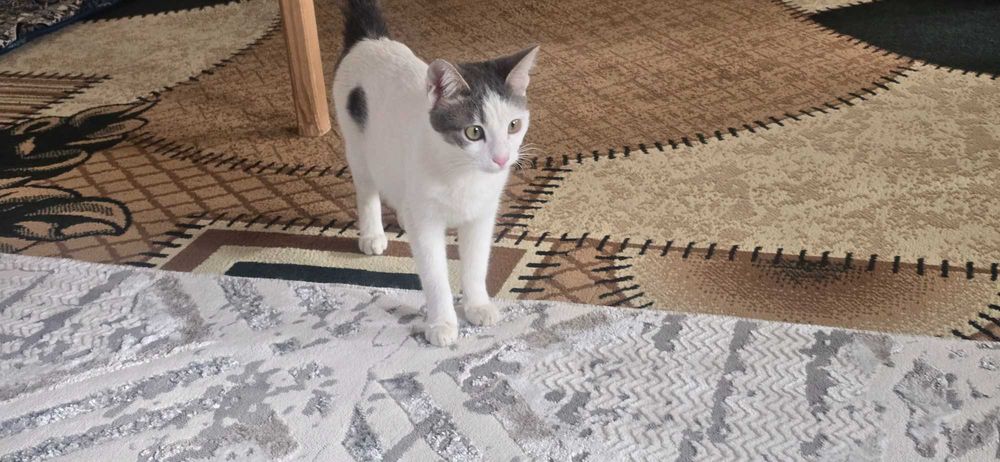 Mushukchalar hadya qilinadi bepul onasi va 4 ta bolachalari