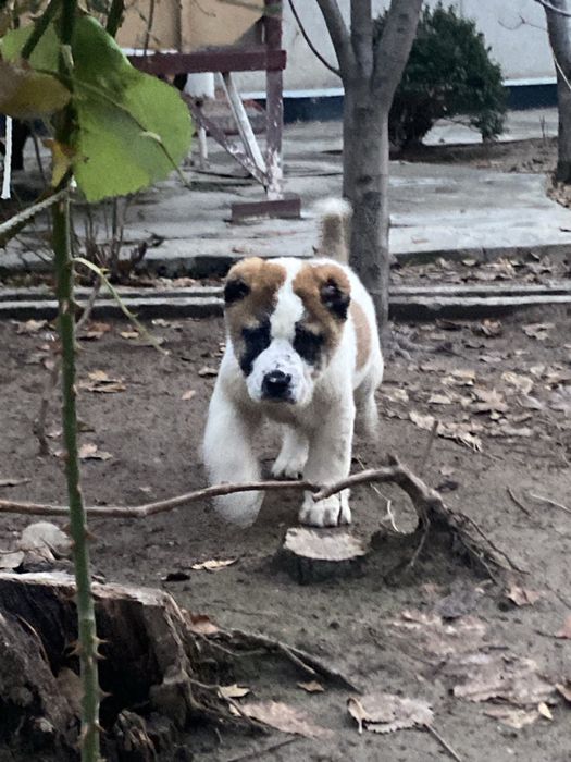 Alabay toza zot алабай 40 дней