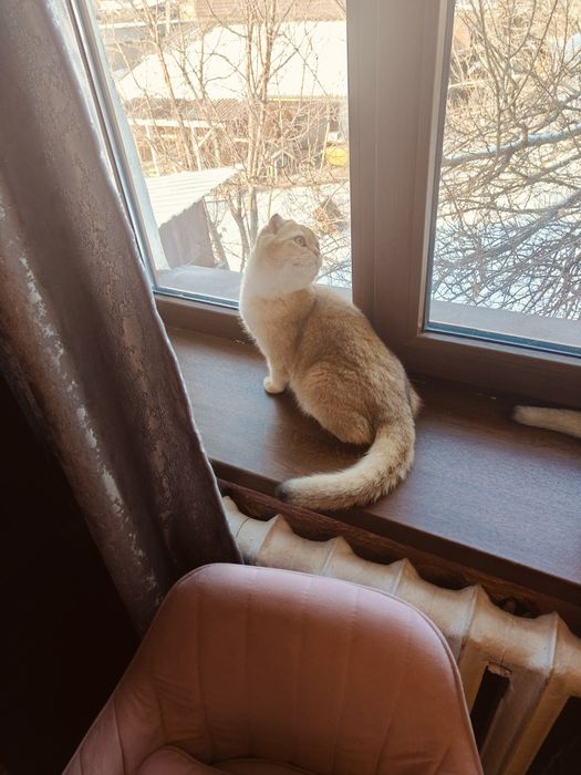 6 мес Шиншилла фолд ny25