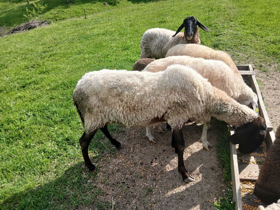 Oi de rasă  de vanzare