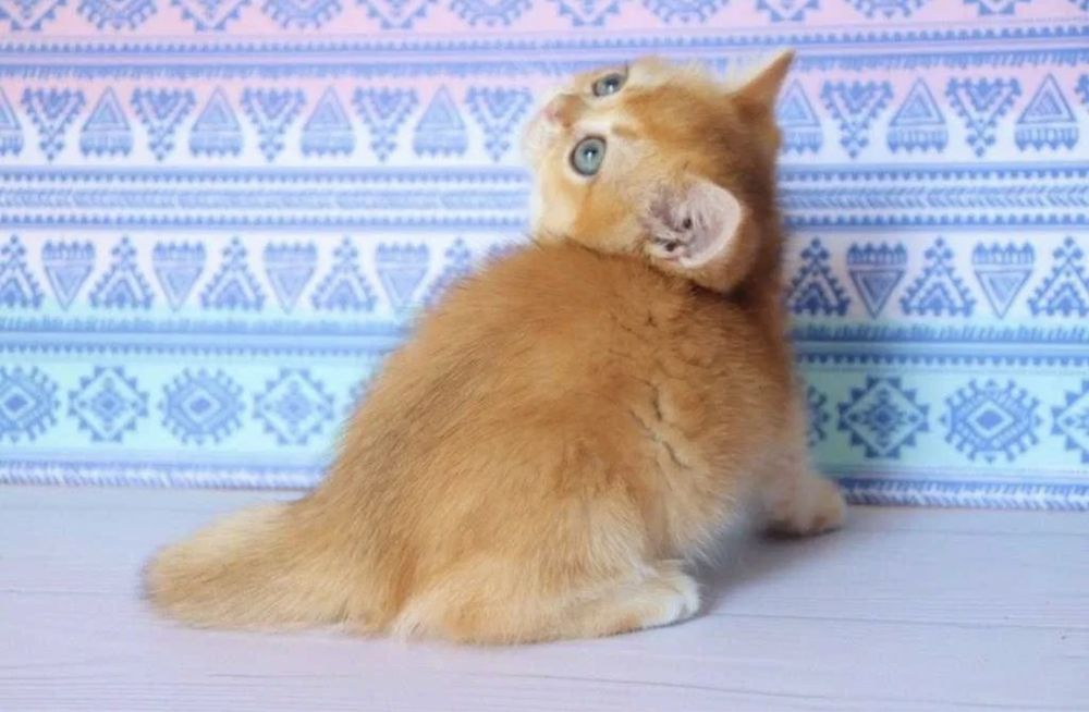 Продается золотой котёнок золотая Шиншила Ny12
