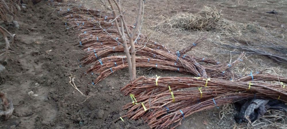 Uzum koʻchatlari sotiladi