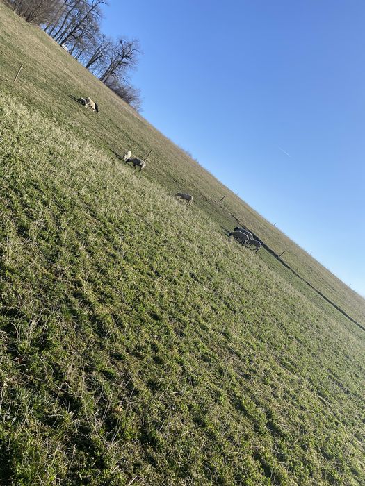 Oi de vânzare+berbec