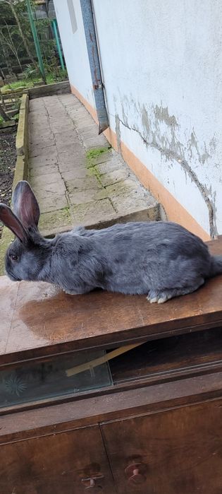 Зайци немска пеперуда