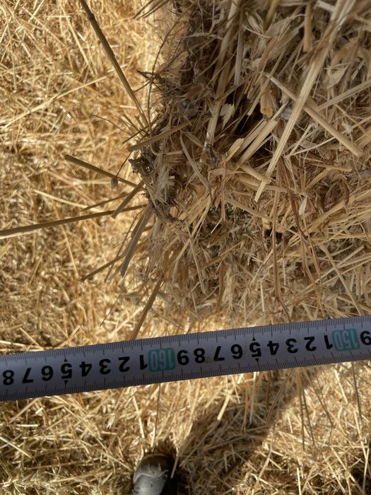 Срочно продам СЕНА