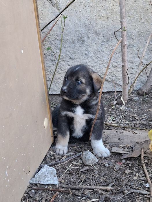 Отдаются 2 щенка в добрые руки