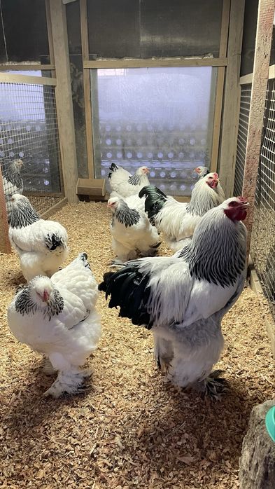 Инкубационные яйца Брама