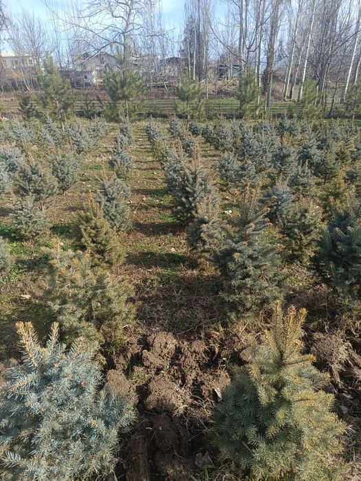 Ko'chat sotaman ishonchli 100 foiz