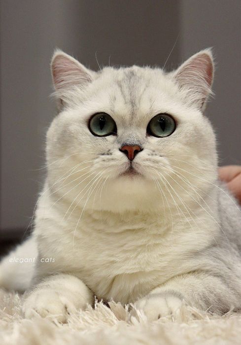 Britan sereb shinshilla toza zot ogʻil sotilmaydi faqat vyazka uchun