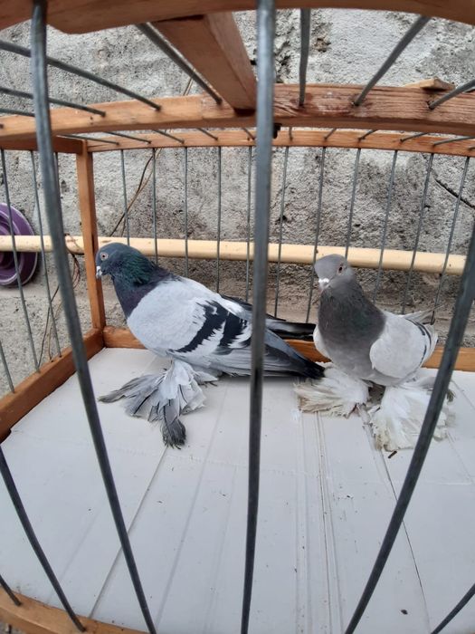 Голуби Голуби го