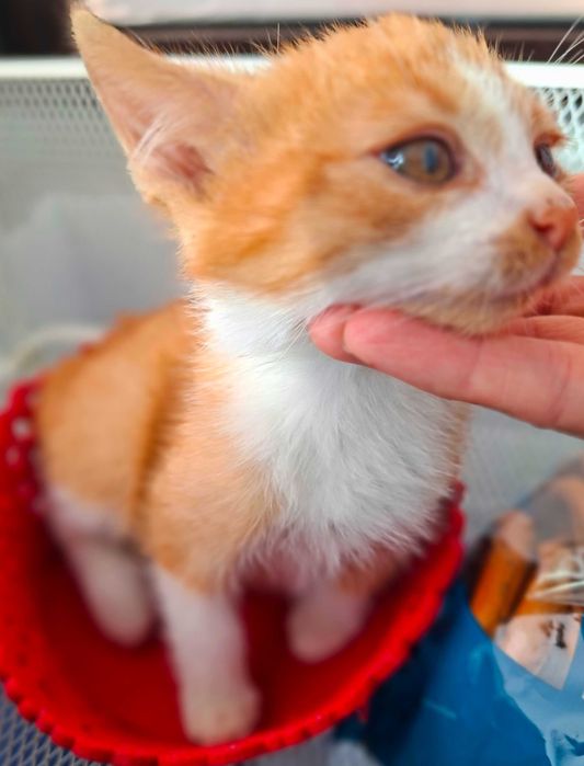 Adoptie pui de pisica roscat Dumitrel