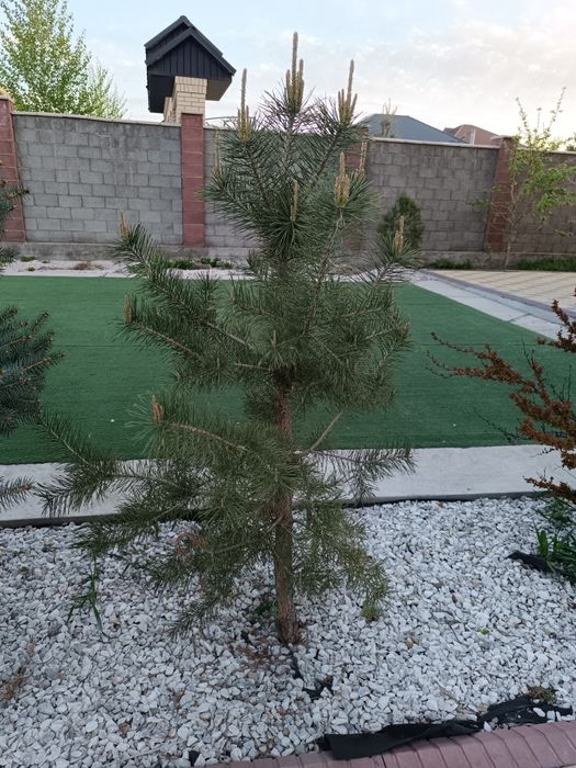 Саженцы елки срочно