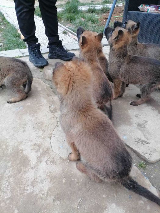 Малки кученца малиноа