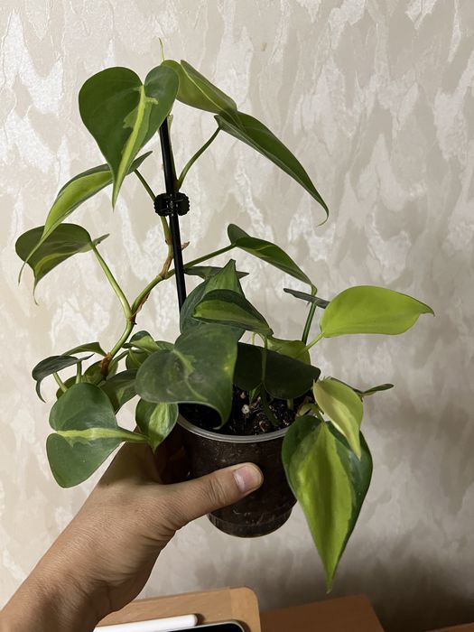 Филодендрон бразил