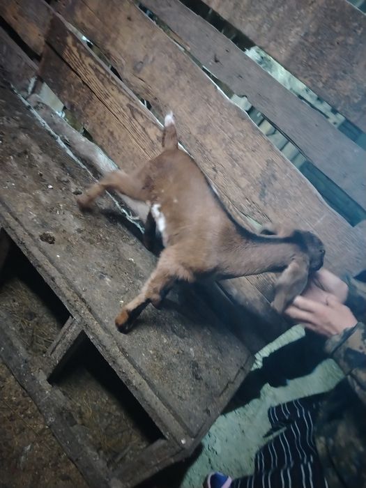 Продам козлика рождённый 29 марта