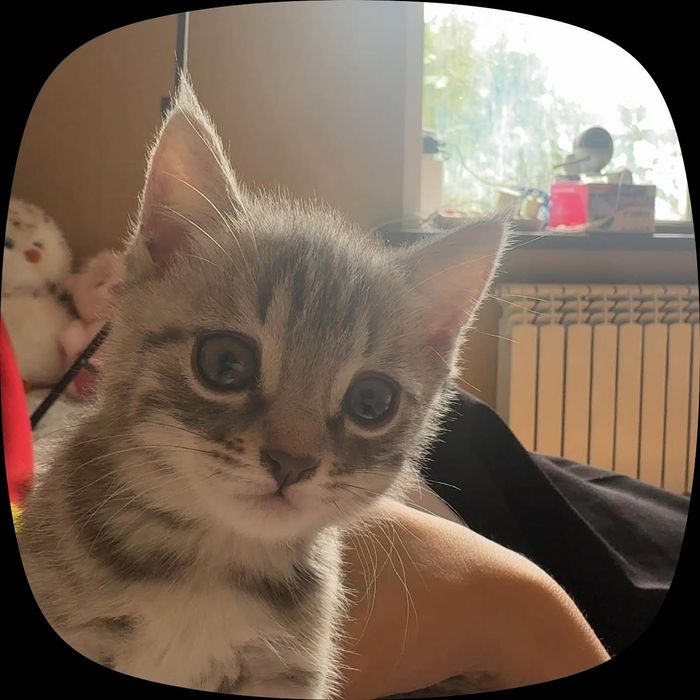 Котенок, девочка