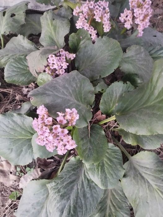 Саженцы растений (Купена, синюха, бадан,Вероника,иссоп,Тунберга и др.