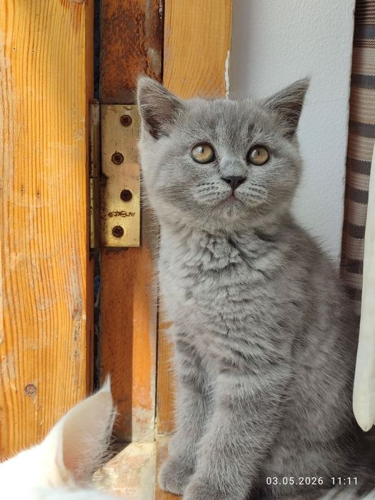 Продаётся кошка, породистая, Британская