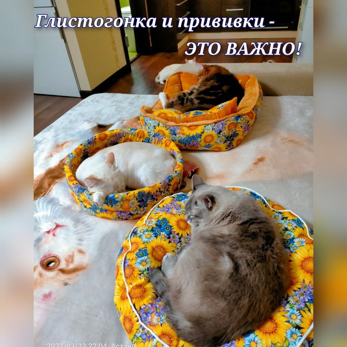 Домашняя передержка для кошек