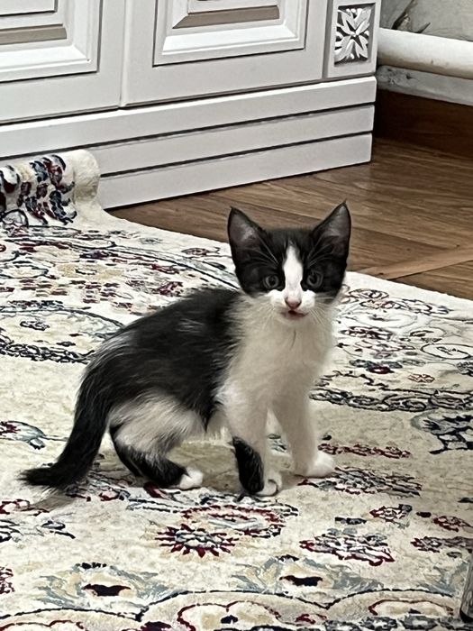 Продаются котята