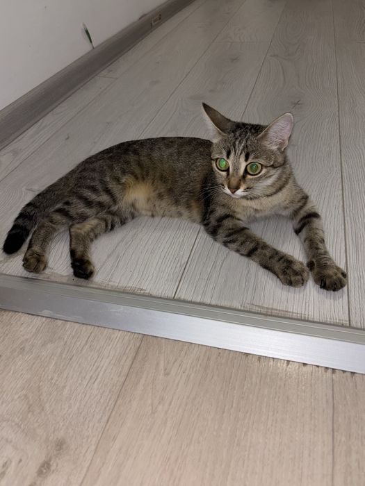срочно продаётся кошка