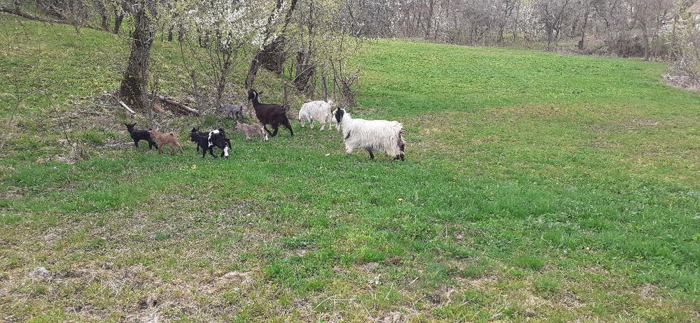 Vând capre cu iezi.