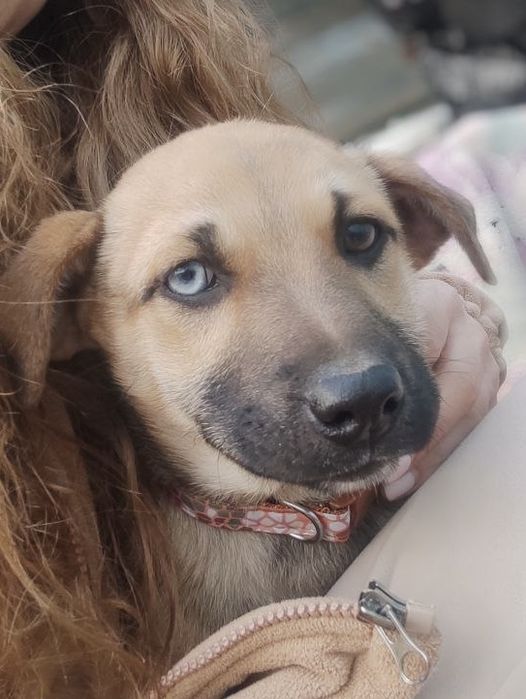 Малышка ищет дом!