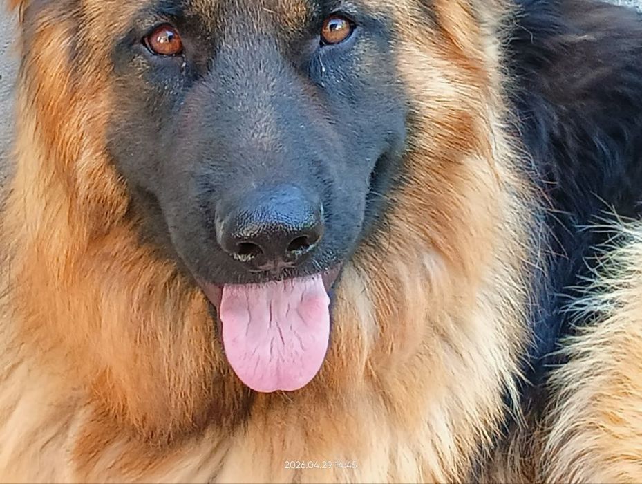 Продается овчарка 1 год мальчик