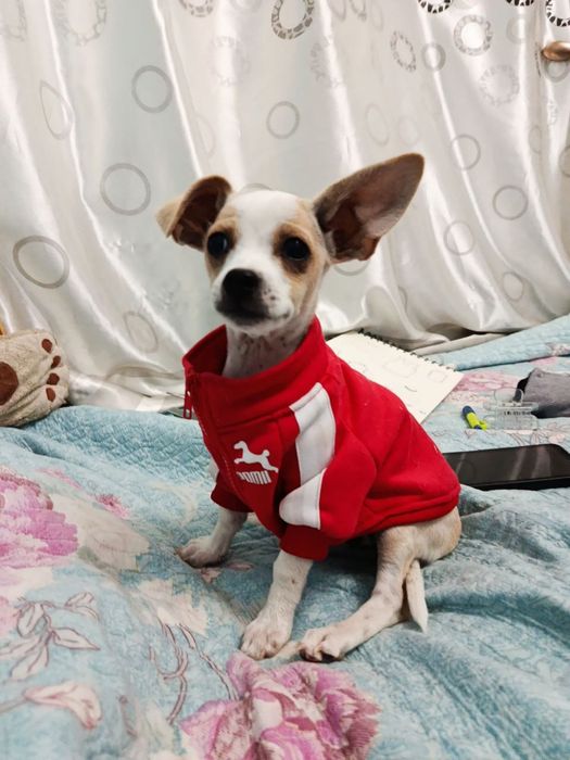 Продается щенок Чихуахуа