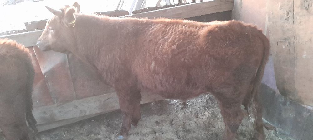 3 бас бұқа сатамын 2 жылдықтар